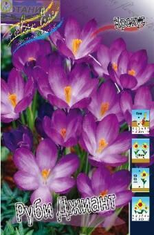 Купить оптом в Ботанике Крокус Руби Джиант 10шт
