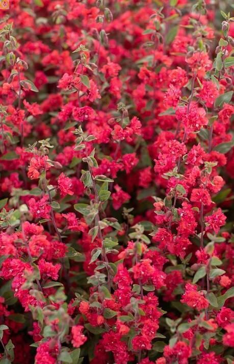 Купить оптом в Ботанике семена Кларкия Красная УД бренд Уральский дачник