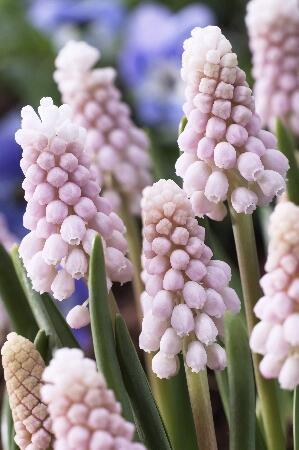 Купить оптом в Ботанике Мускари Пинк Сюрпрайз 3 шт