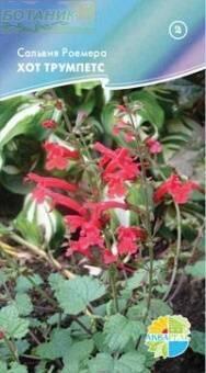 Купить оптом в Ботанике семена Сальвия Роемера Хот Трумпетс Акв бренд Акварель