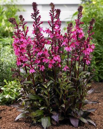 Купить оптом в Ботанике Лобелия Роуз Принцесса 1 шт