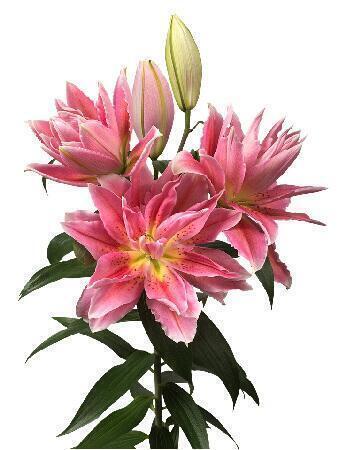 Купить оптом в Ботанике Лилия Джина 5 шт