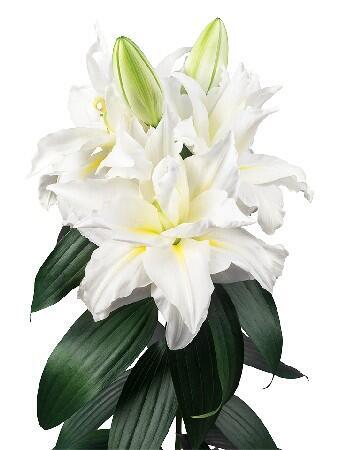 Купить оптом в Ботанике Лилия Джиска 5 шт