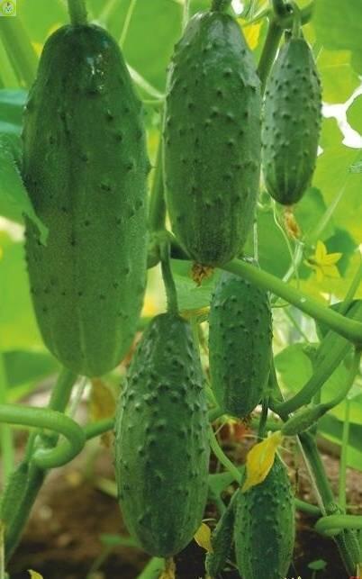 Купить оптом в Ботанике семена Огурец Дедок F1 УД бренд Уральский дачник