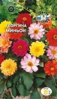 Купить оптом в Ботанике семена Георгина Миньон Сед бренд СеДеК