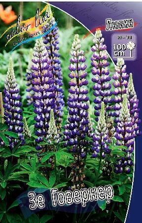 Купить оптом в Ботанике Люпин Зе Говернер 3 шт