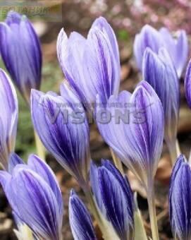 Купить оптом в Ботанике Крокус Срешетчатый 5 шт