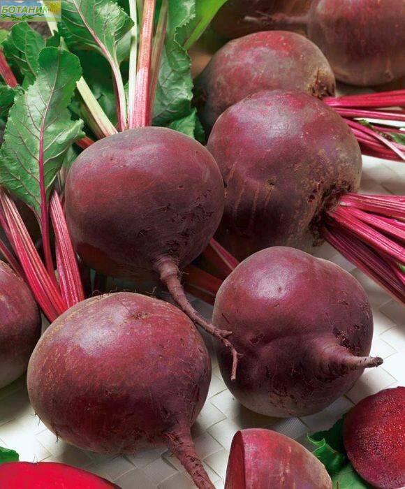 Купить оптом в Ботанике семена Свекла Эфиопка Аэл бренд Аэлита