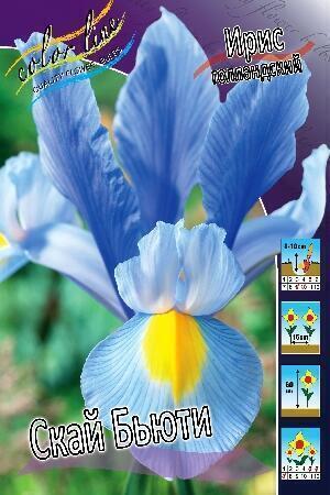Купить оптом в Ботанике Ирис Скай  Бьюти 10 шт
