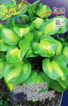 Купить оптом в Ботанике Хоста Кафедрал Вендоус15 шт