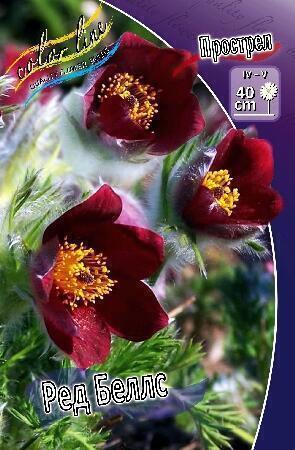 Купить оптом в Ботанике Прострел Ред Беллс 50 шт