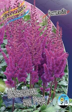 Купить оптом в Ботанике Астильба Вижион Ин ред 1шт