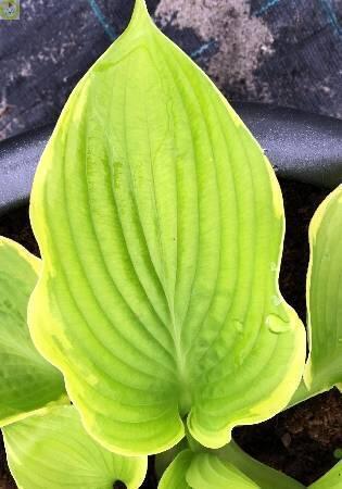 Купить оптом в Ботанике Хоста Тропикана 1 шт 