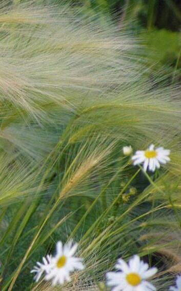 Купить оптом в Ботанике семена Ковыль Акв бренд Акварель