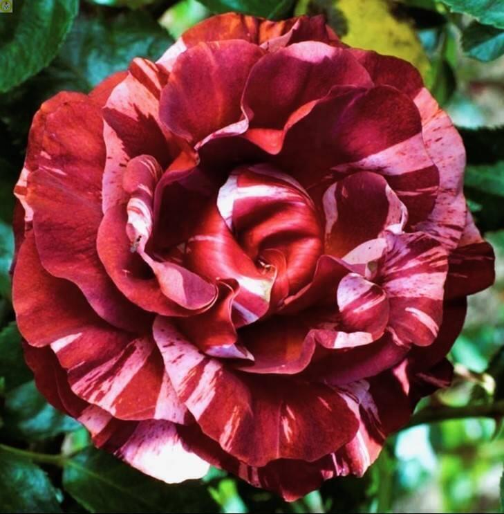 Купить оптом в Ботанике Роза Брауни 1 шт плетистая