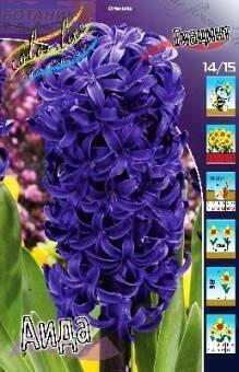 Купить оптом в Ботанике Гиацинт Аида 5 шт