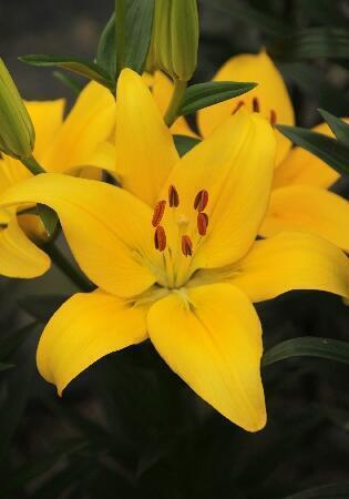Купить оптом в Ботанике Лилия Йеллоу Каунти 7 шт