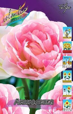 Купить оптом в Ботанике Тюльпан Анжелика 7шт 11/12