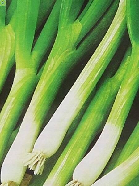 Купить оптом в Ботанике семена Лук батун Изумрудный ЗС бренд Золотая сотка