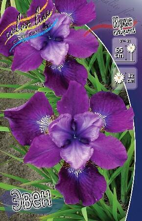 Купить оптом в Ботанике Ирис Эвен 2 шт