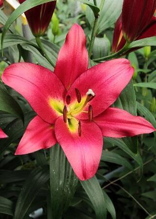 Купить оптом в Ботанике Лилия Тачстоун 7 шт