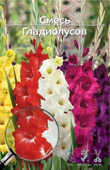 Купить оптом в Ботанике Гладиолус Смесь 10/12