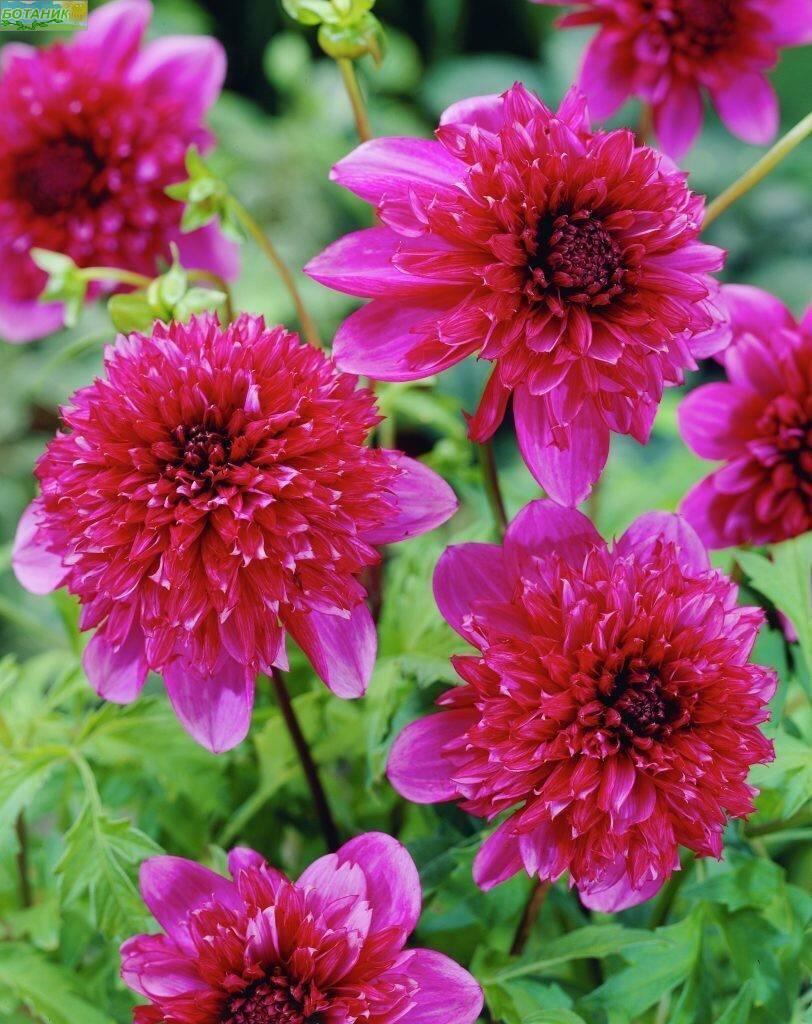 Купить оптом в Ботанике Георгина Ричардс Форчун 1 шт анемоновидные