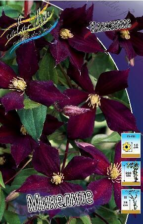 Купить оптом в Ботанике Клематис Микелите 25 шт