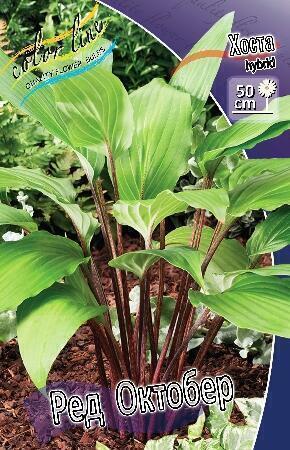 Купить оптом в Ботанике Хоста Ред Октобер 1 шт