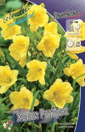 Купить оптом в Ботанике Лилейник Хэппи Ретёрнс 2 шт