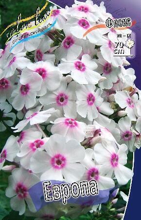 Купить оптом в Ботанике Флокс Европа 2 шт