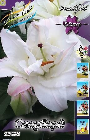 Купить оптом в Ботанике Лилия Сноуборд - 6шт