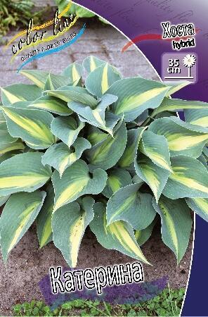 Купить оптом в Ботанике Хоста Катерина 1 шт