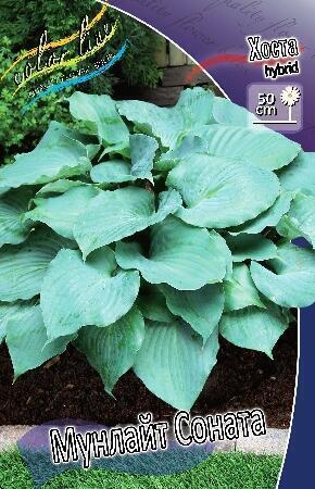 Купить оптом в Ботанике Хоста Мунлайт Соната 1 шт