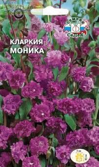 Купить оптом в Ботанике семена Кларкия Моника Сед бренд СеДеК