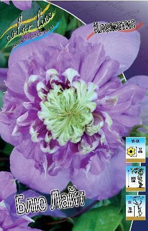 Купить оптом в Ботанике Клематис Блю Лайт 25 шт