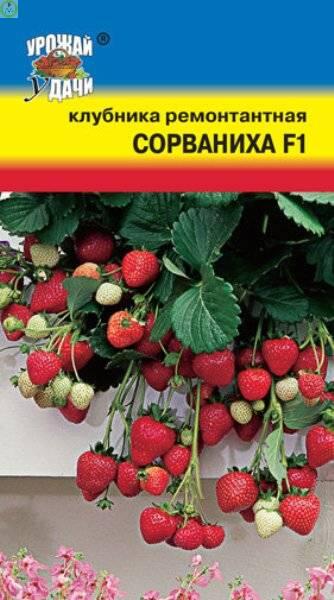 Купить оптом в Ботанике семена Клубника Сорваниха F1 УУ бренд Урожай Удачи