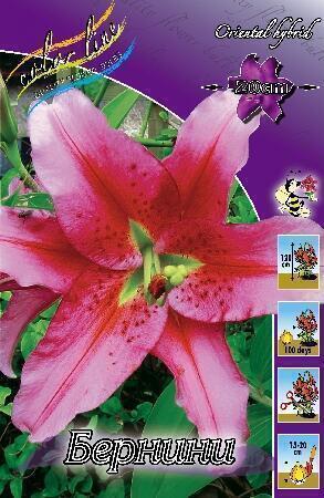 Купить оптом в Ботанике Лилия Бернини 7 шт