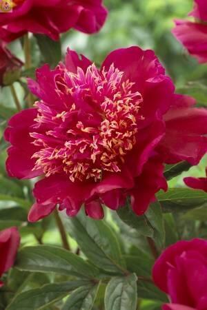 Купить оптом в Ботанике Пион Куккоз Нест 10шт