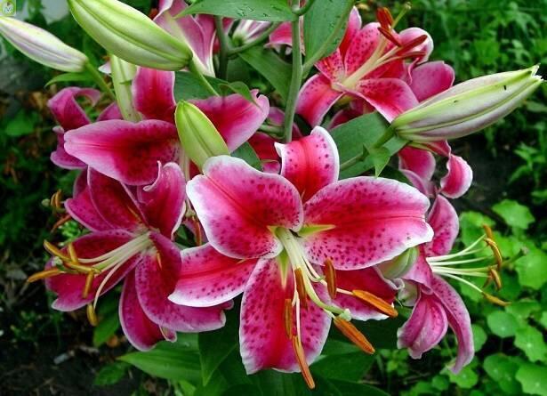 Купить оптом в Ботанике Лилия Старгейзер 16/18 1шт