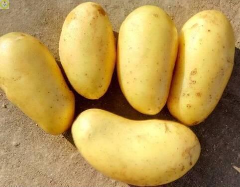 Купить оптом в Ботанике Картофель семенной Королева Анна  2реп. 1кг (мешки 25-30кг)+/-2%