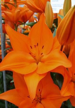 Купить оптом в Ботанике Лилия Кампече 7 шт