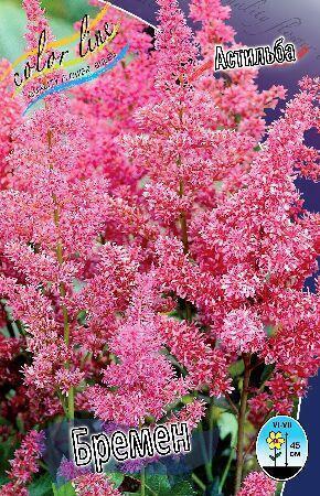 Купить оптом в Ботанике Астильба Бремен 2 шт
