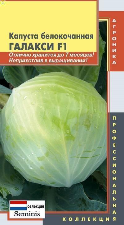 Купить оптом в Ботанике семена Капуста белокочанная Галакси F1 Плз бренд Плазмас