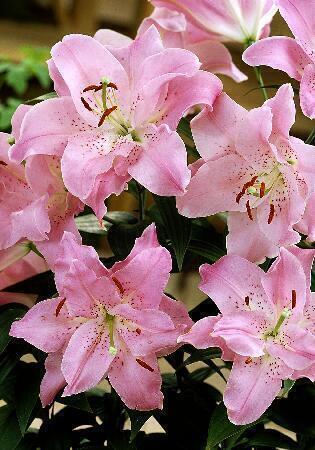 Купить оптом в Ботанике Лилия Фаролито 5 шт