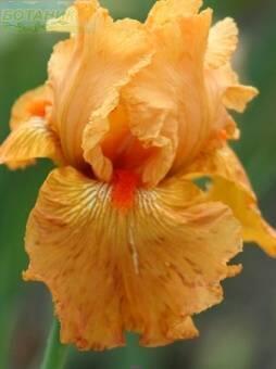 Купить оптом в Ботанике Ирис Мармелад Скайс 2 шт