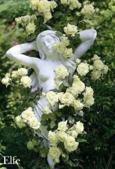 Купить оптом в Ботанике Роза Эльф 1 шт плетистая