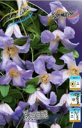 Купить оптом в Ботанике Клематис Ханна 2 шт