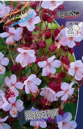 Купить оптом в Ботанике Гераниум Шпессарт 2 шт