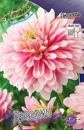 Купить оптом в Ботанике Георгина Дэверил 1 шт